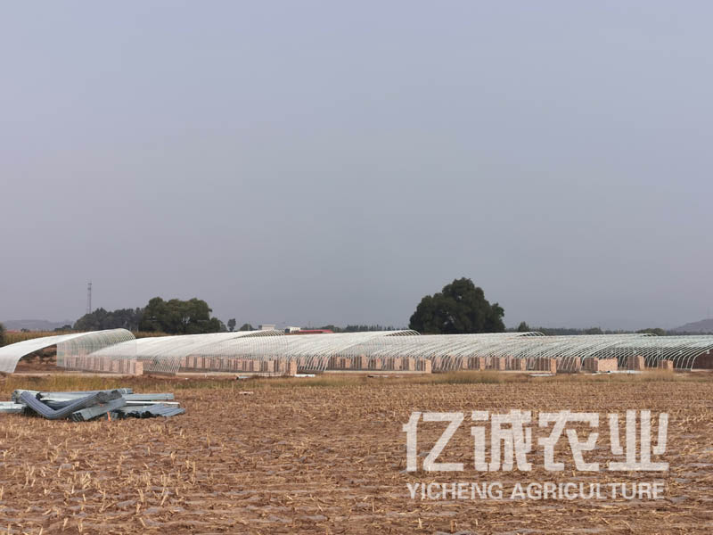 一畝溫室大棚造價(jià)多少錢？溫室建設(shè)成本